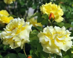 Rosa 'Lichtkönigin Lucia'