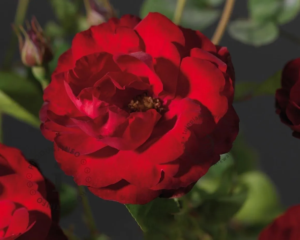 Rosa 'Lilli Marleen'