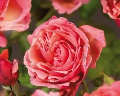 Rosa 'Line Renaud'
