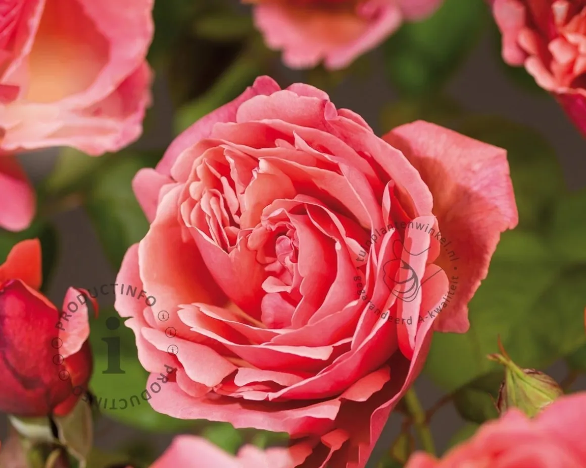 Rosa 'Line Renaud'