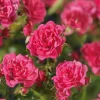 Rosa 'Lovely Fairy'