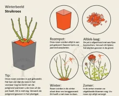 Rosa 'Lovely Fairy'
