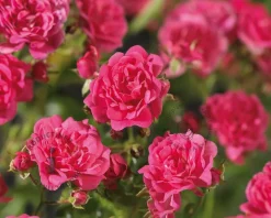 Rosa 'Lovely Fairy' - op stam