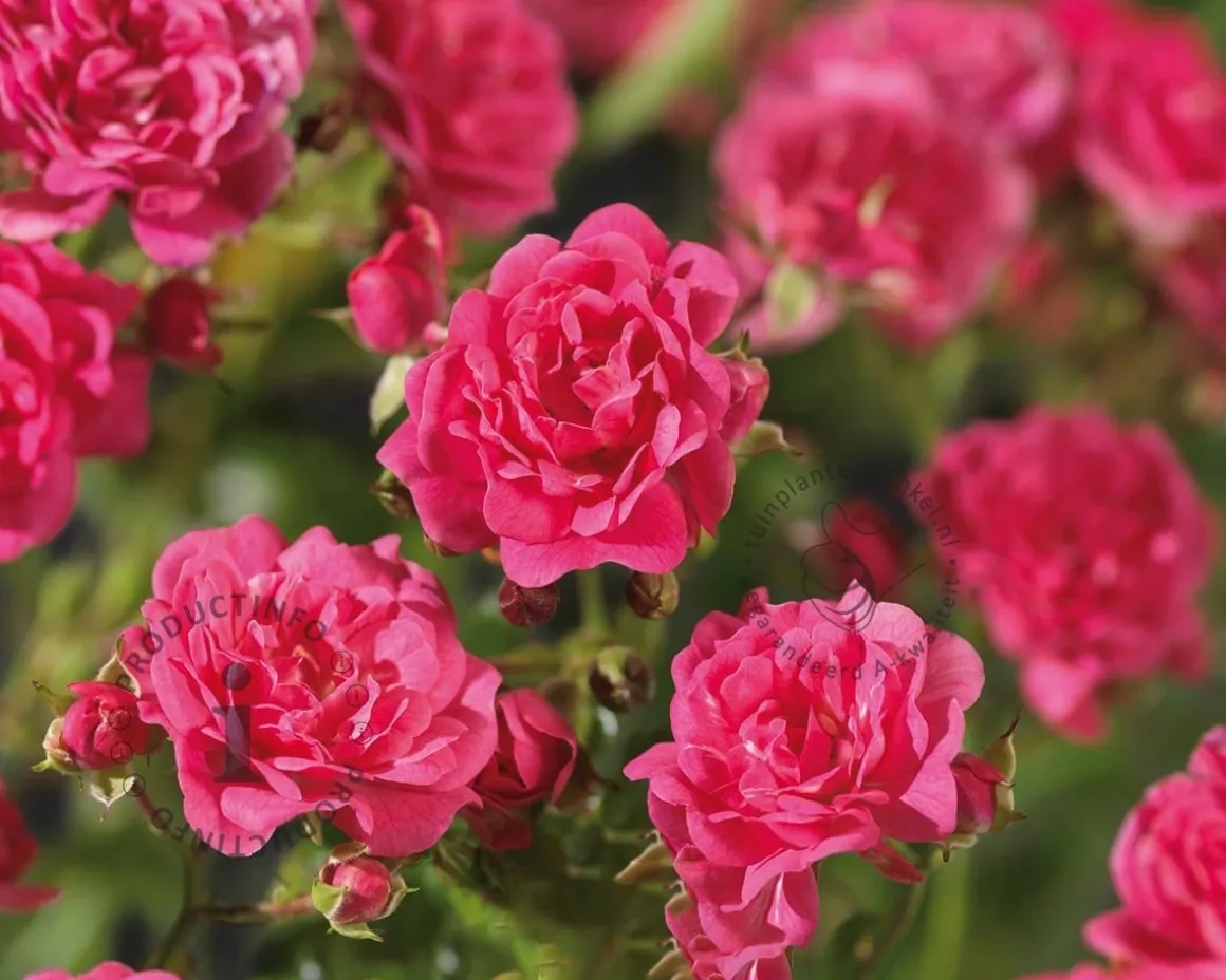 Rosa 'Lovely Fairy' - op stam