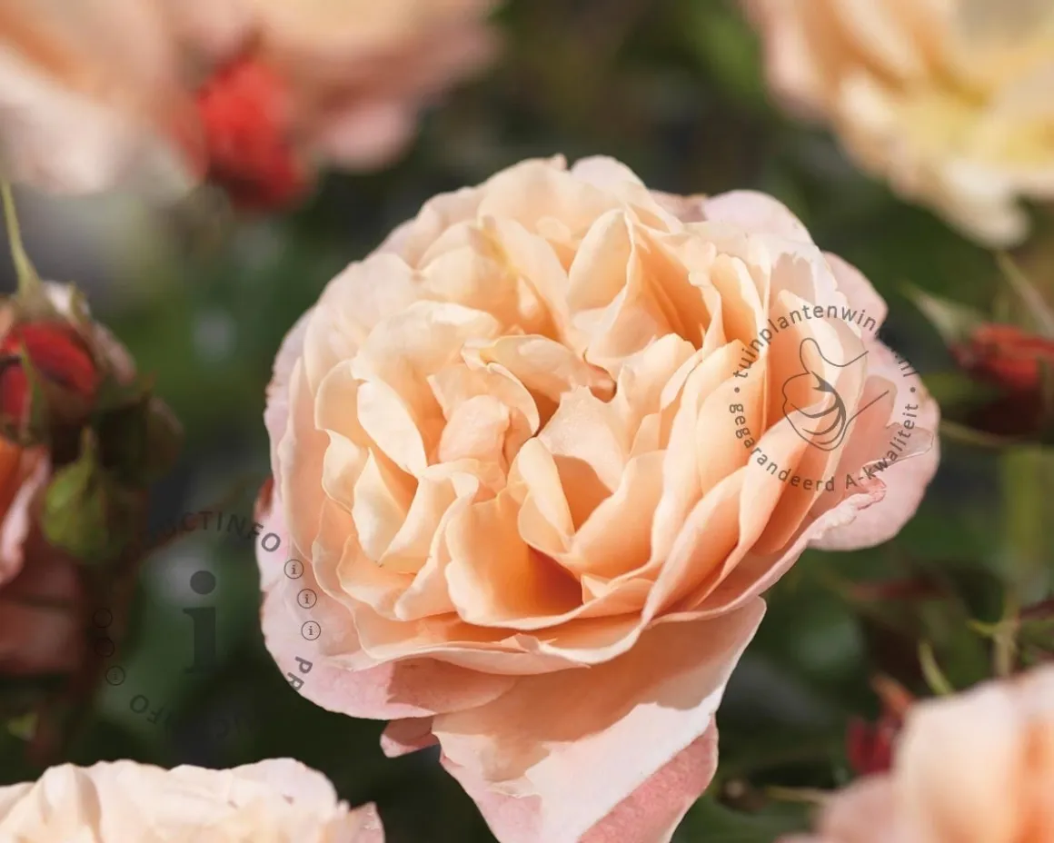 Rosa 'Marie Curie' - op stam
