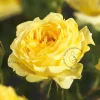 Rosa 'Marselisborg'