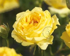 Rosa 'Marselisborg'