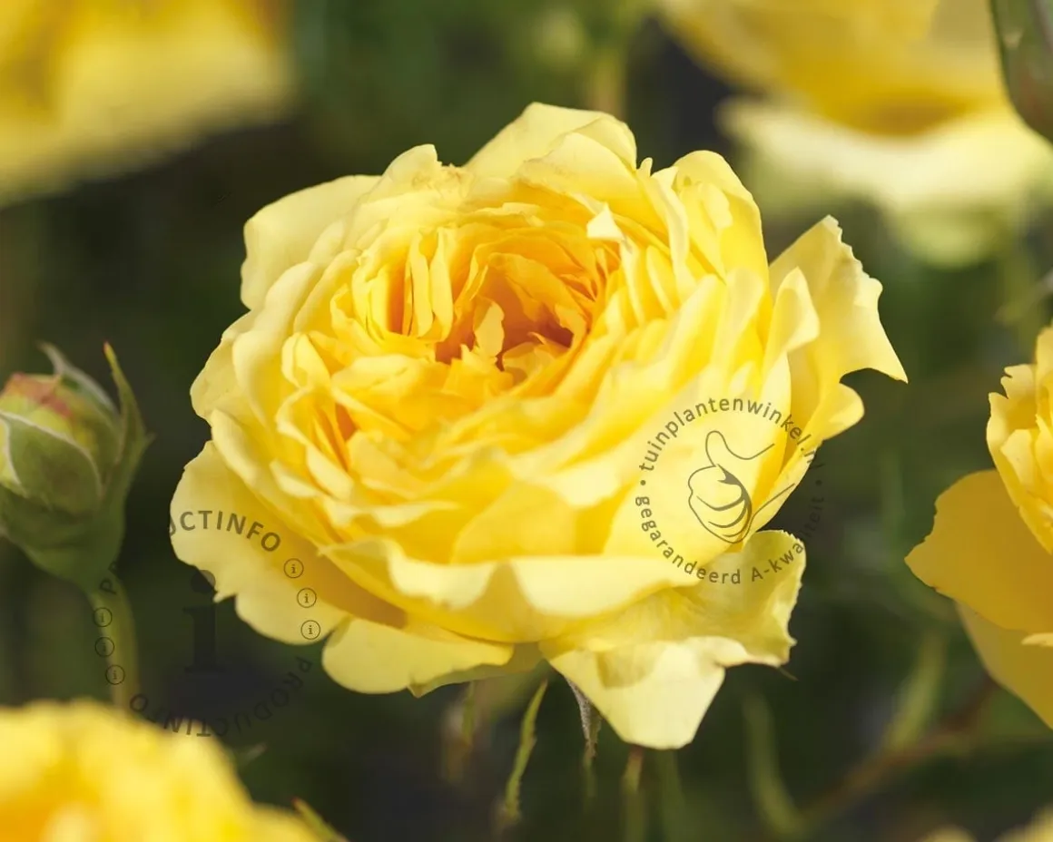 Rosa 'Marselisborg'