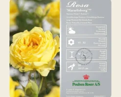 Rosa 'Marselisborg' - op stam