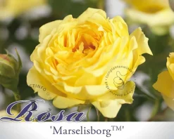 Rosa 'Marselisborg' - op stam