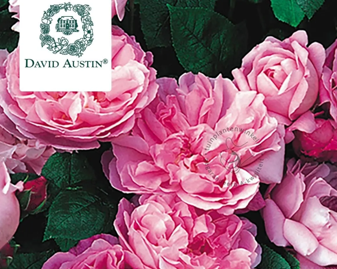 Rosa 'Mary Rose' - op stam