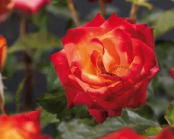 Rosa 'Mein München' - op stam