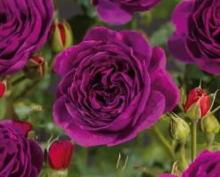 Rosa 'Minerva' - op stam