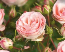 Rosa 'Mini Eden Rose'