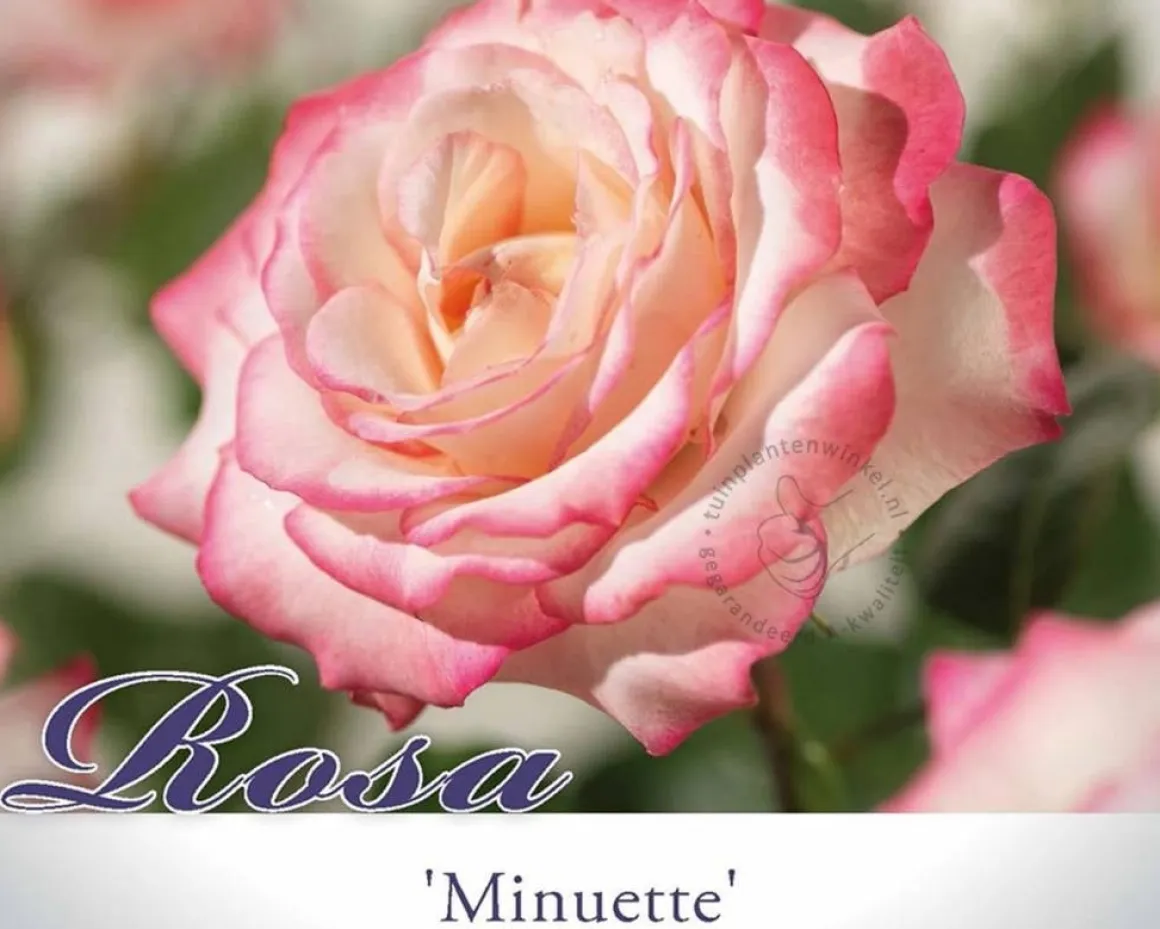 Rosa 'Minuette'