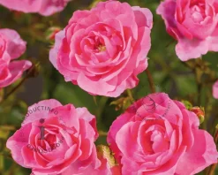 Rosa 'Mirato'
