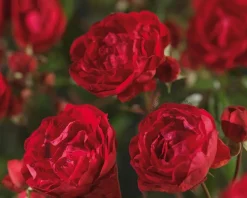 Rosa 'Morsdag'