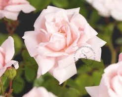 Rosa 'New Dawn' - op stam