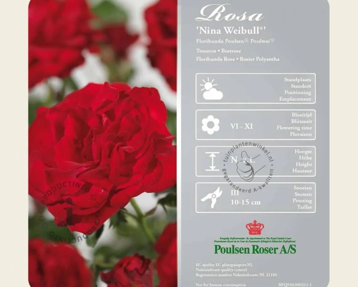 Rosa 'Nina Weibull' op stam