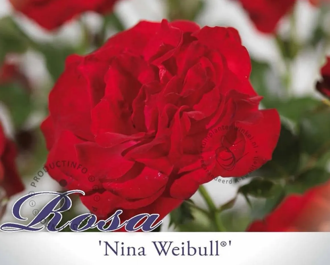 Rosa 'Nina Weibull' op stam