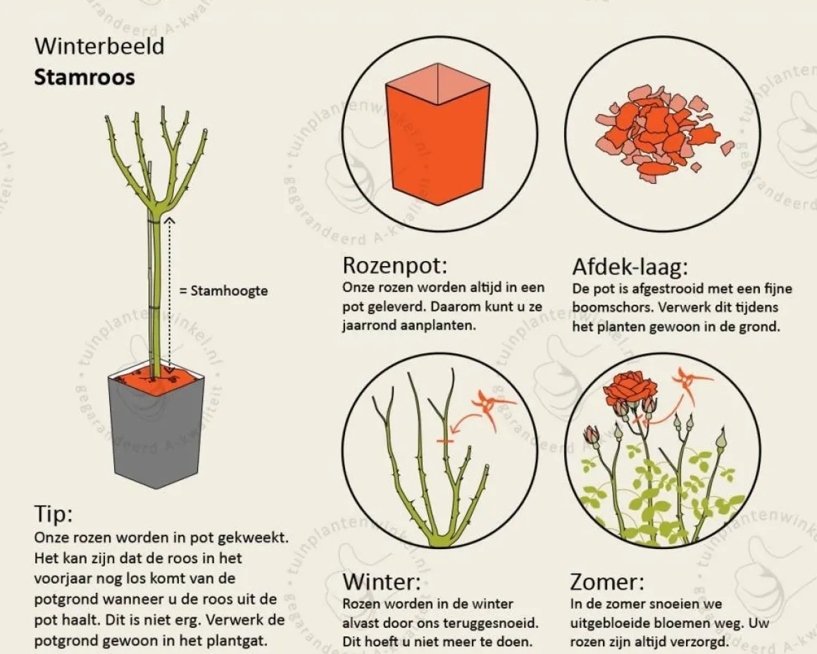 Rosa 'Nostalgie' - op stam