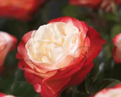 Rosa 'Nostalgie' - op stam