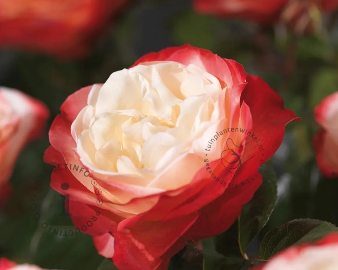 Rosa 'Nostalgie' - op stam