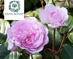 Rosa 'Olivia Rose Austin'