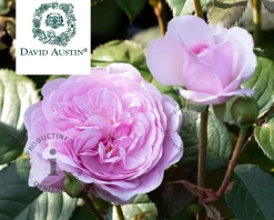 Rosa 'Olivia Rose Austin' - op stam