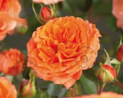 Rosa 'Orange Meilove' - op stam