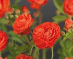 Rosa 'Orange Morsdag'