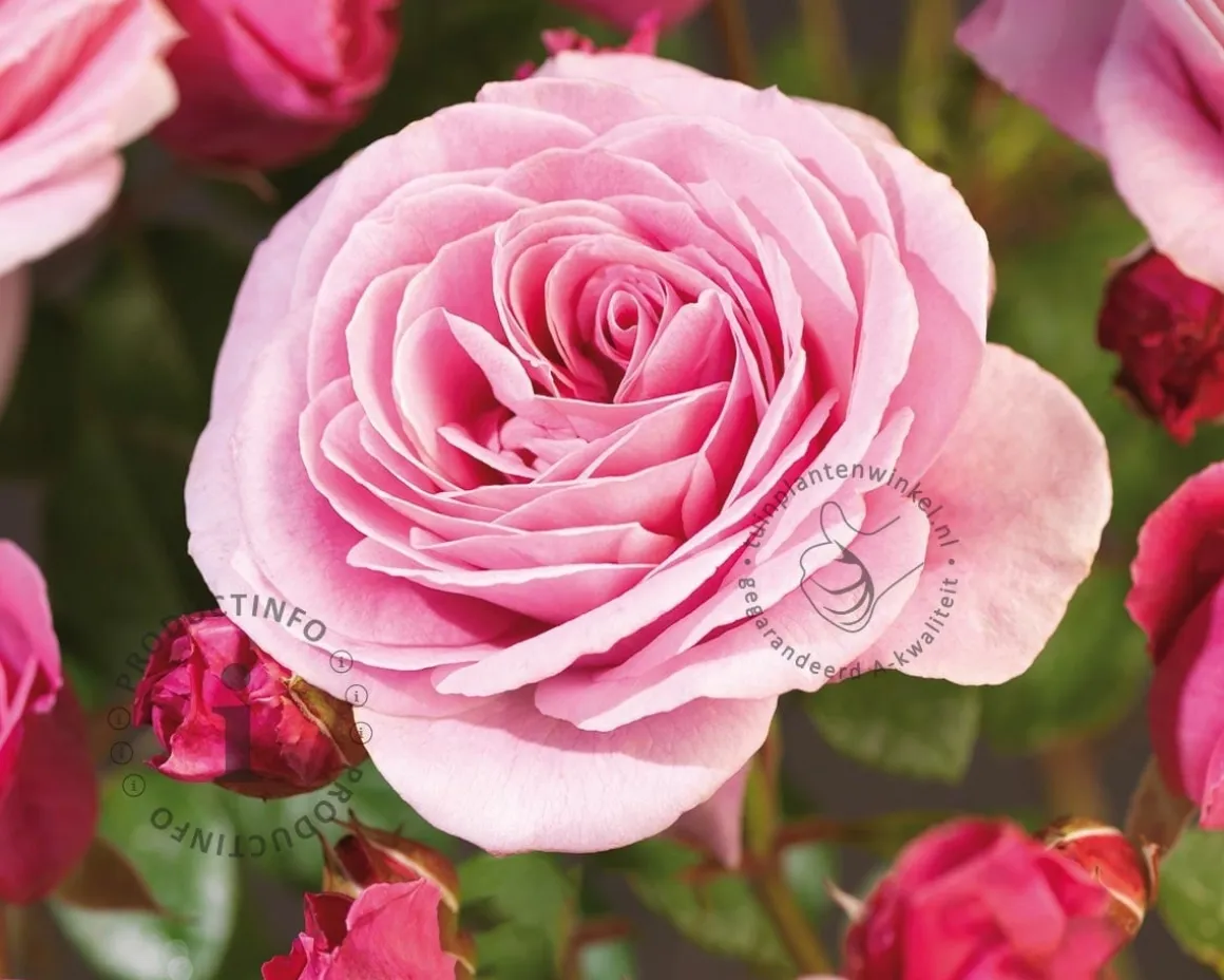 Rosa 'Our Last Summer'