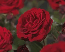 Rosa 'Paul's Scarlet Climber'