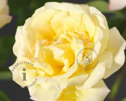 Rosa 'Peace'