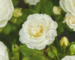 Rosa 'Perfume Dreams'