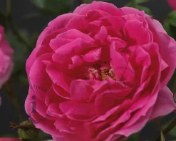 Rosa 'Pink Cloud'