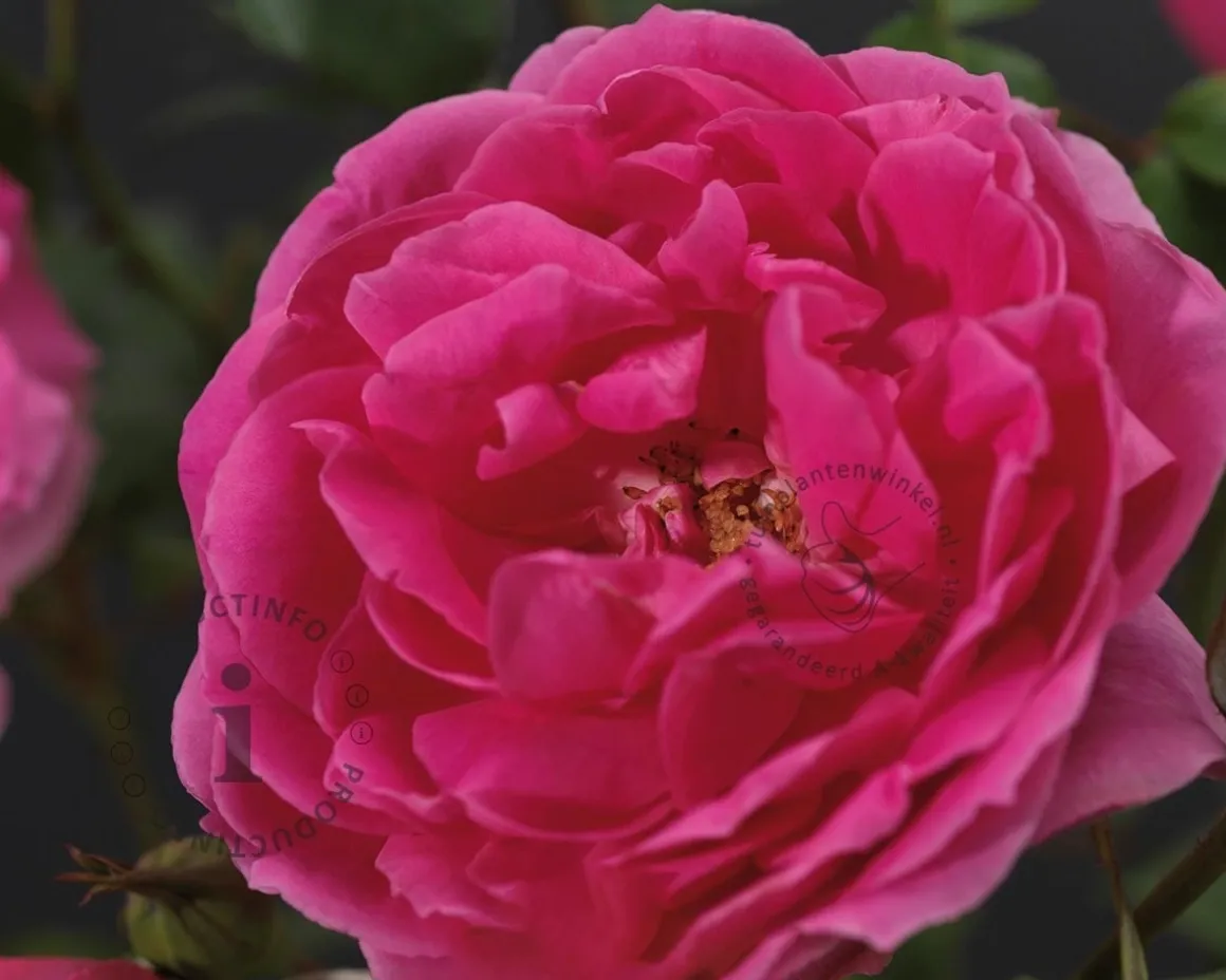 Rosa 'Pink Cloud'