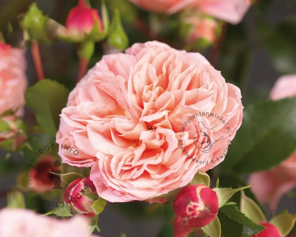 Rosa 'Pirouette'