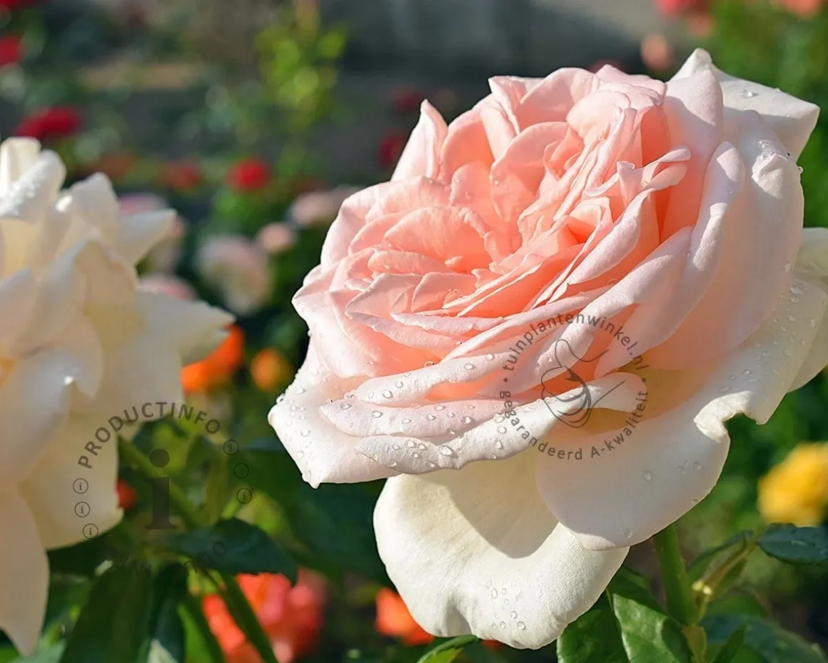 Rosa 'Prince Jardinier'