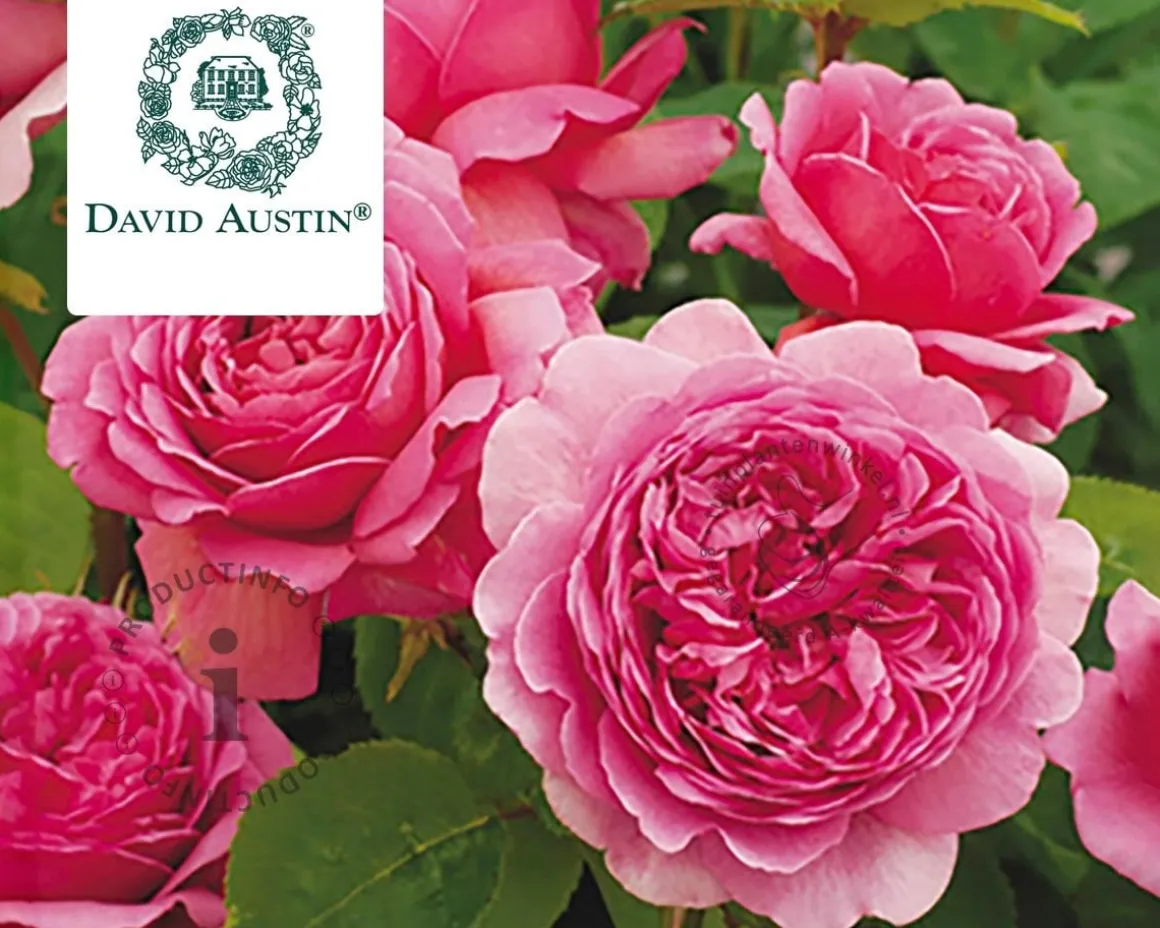 Rosa 'Princess Alexandra of Kent' - op stam