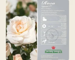 Rosa 'Queen's Palace' - op stam