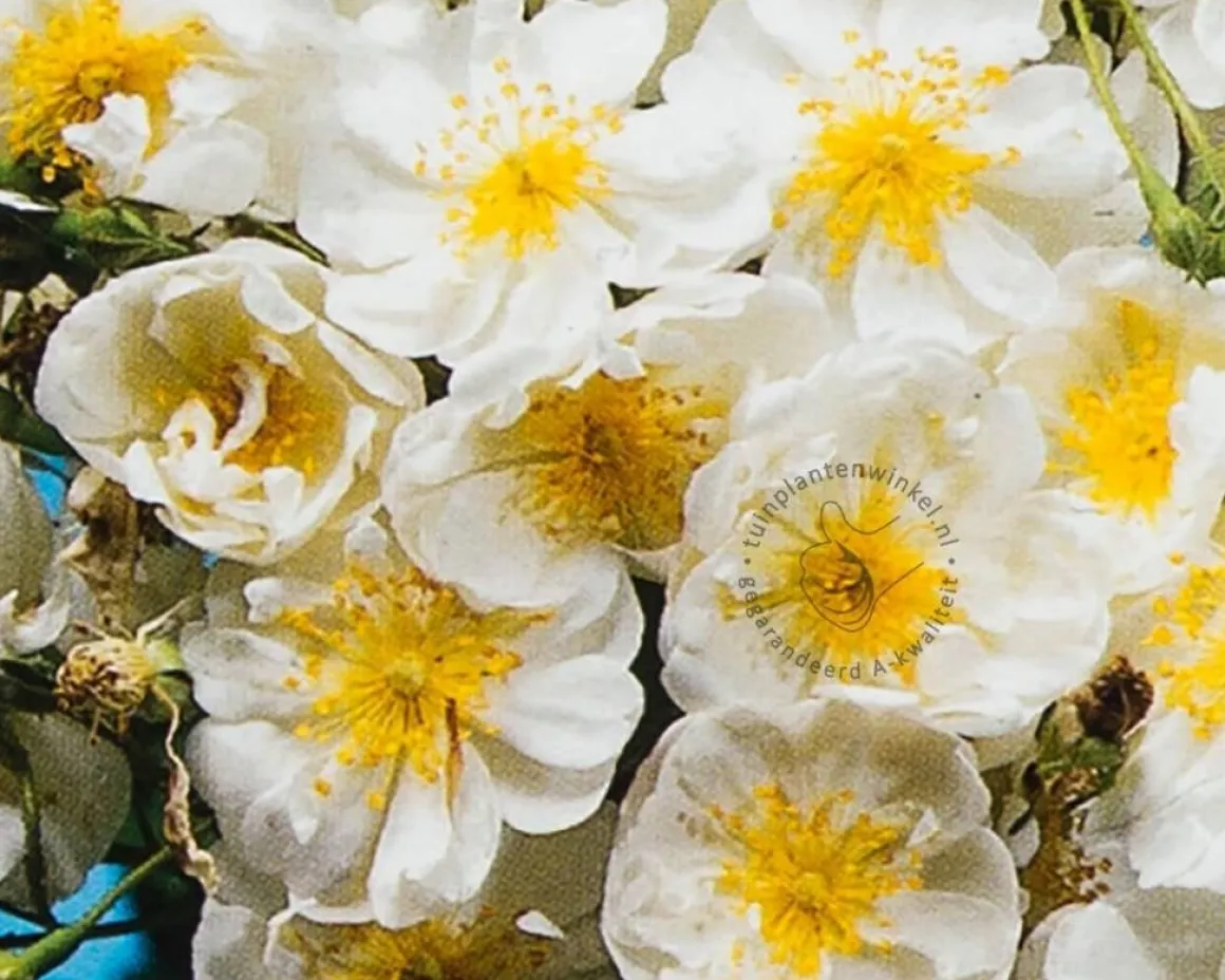Rosa rambler 'Bobby James'