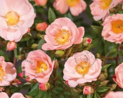 Rosa rambler 'Open Arms'
