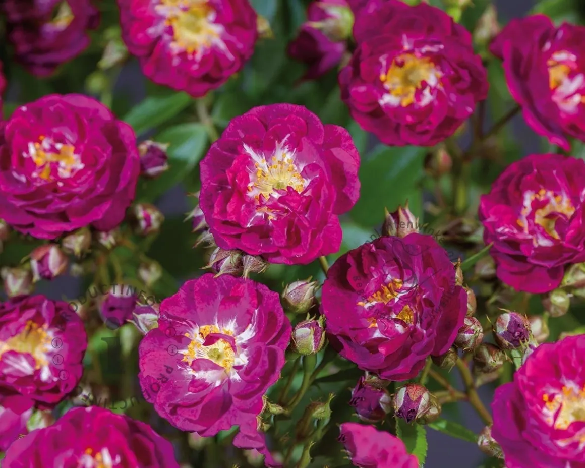 Rosa rambler 'Perennial Blue'