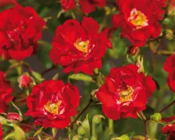 Rosa rambler 'Rambling Rosie'