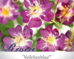 Rosa rambler 'Veilchenblau'