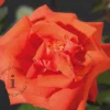 Rosa 'Ramona'