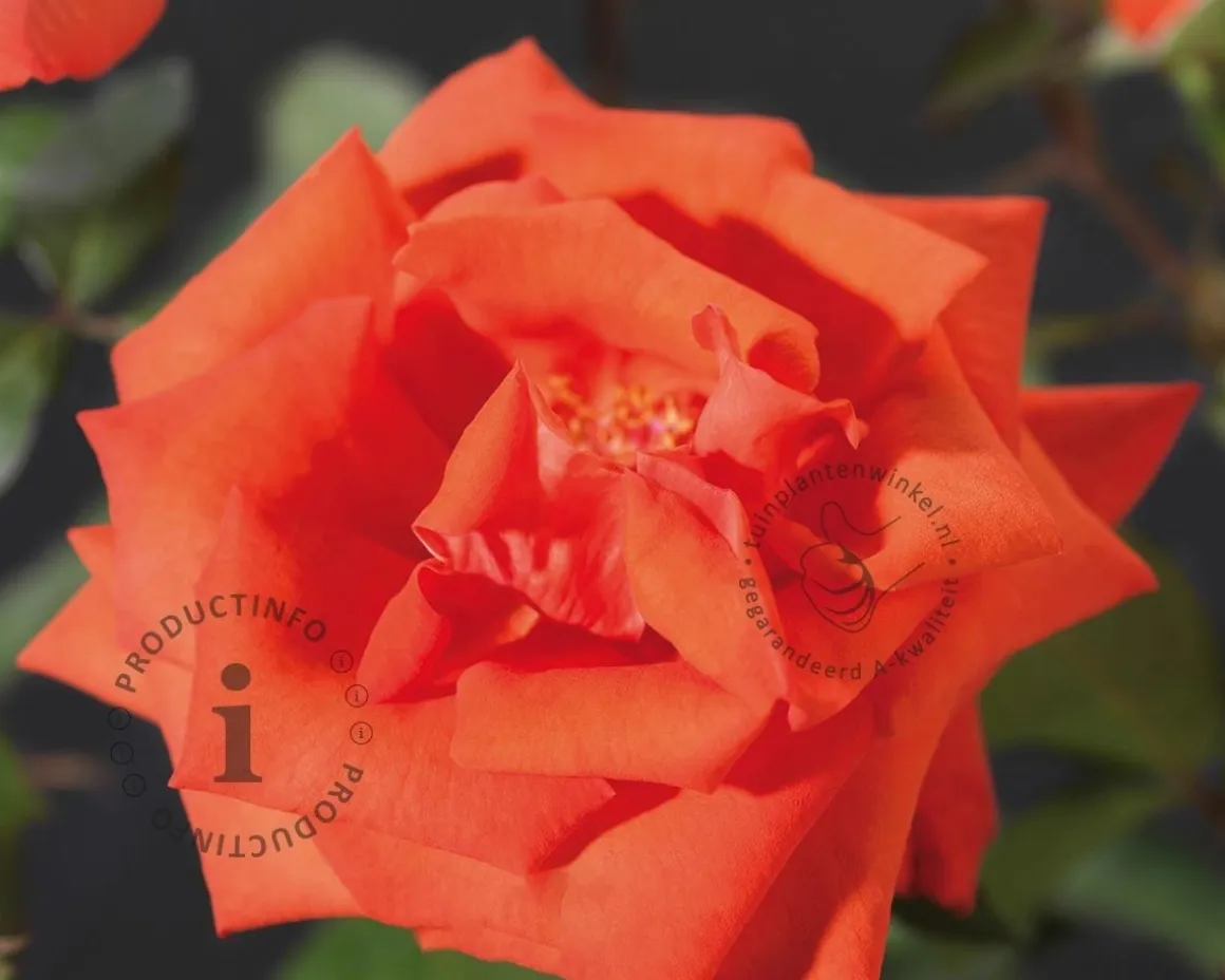 Rosa 'Ramona'