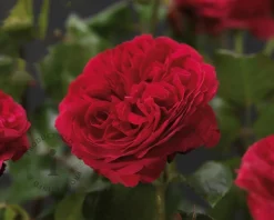 Rosa 'Red Leonardo da Vinci' - op stam