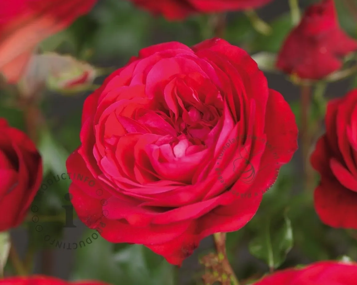 Rosa 'Red Meilove'
